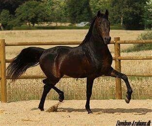Billede