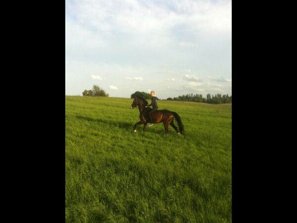 Billede
