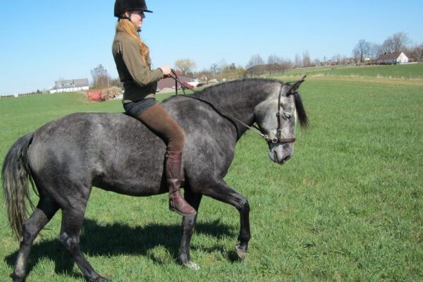 Billede