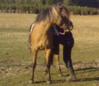 Billede