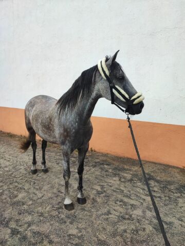 Billede