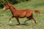 Billede
