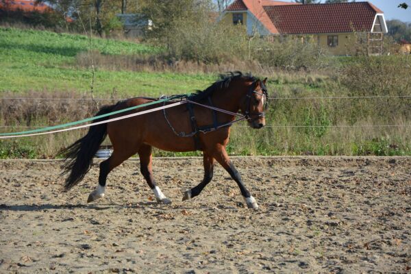 Billede