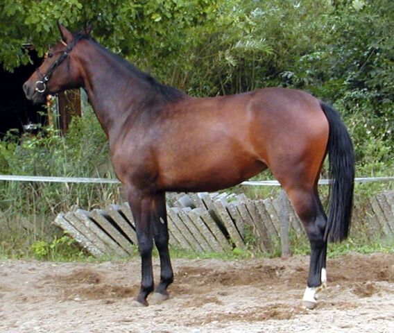 Billede