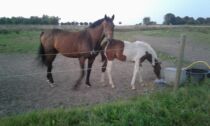 Billede
