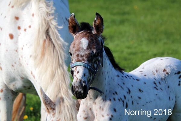 Billede