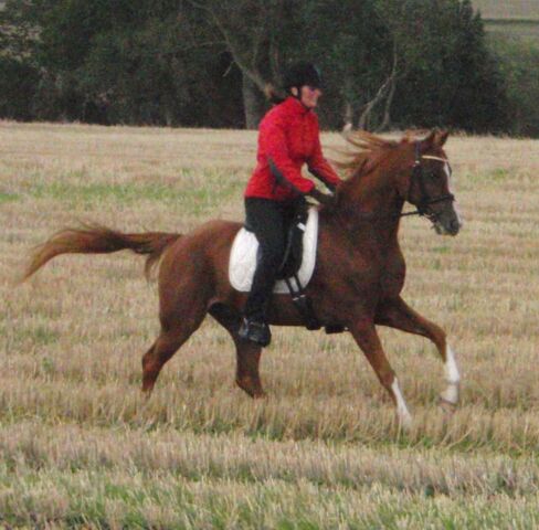 Billede