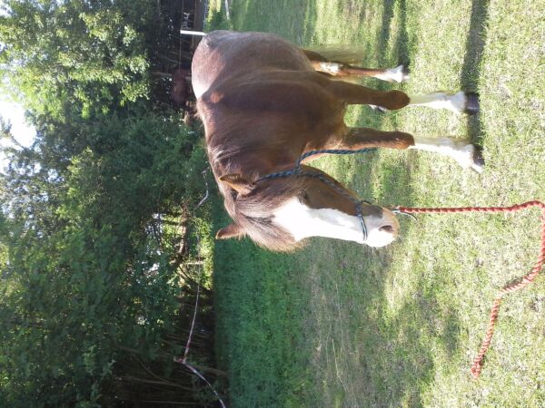 Billede