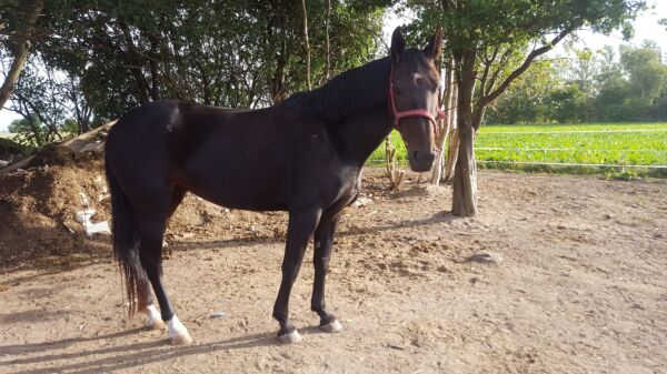 Billede
