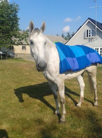 Billede