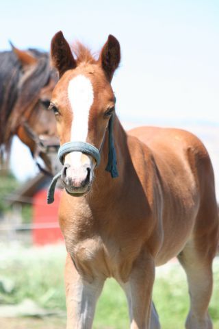 Billede