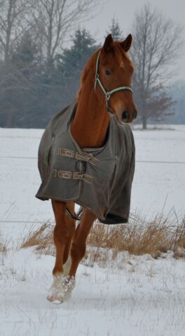 Billede