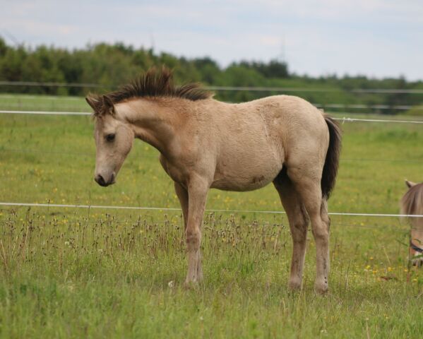 Billede