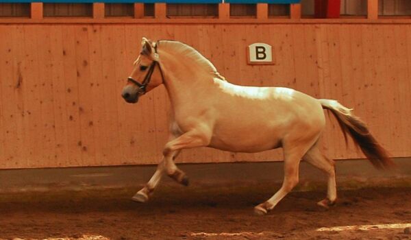 Billede