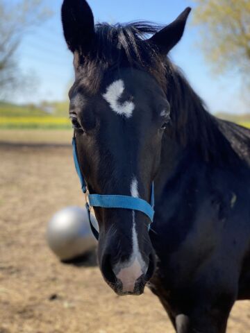 Billede