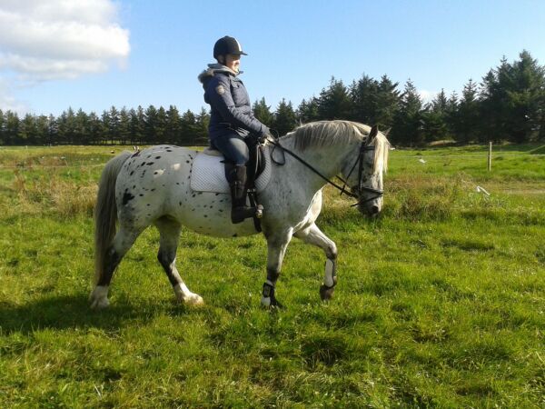 Billede