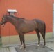 Billede