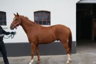 Billede