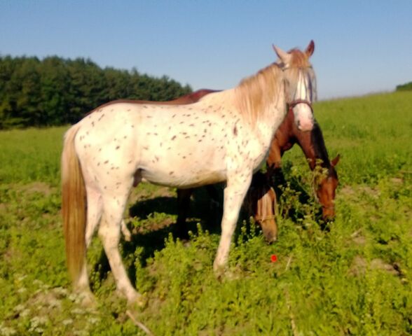 Billede