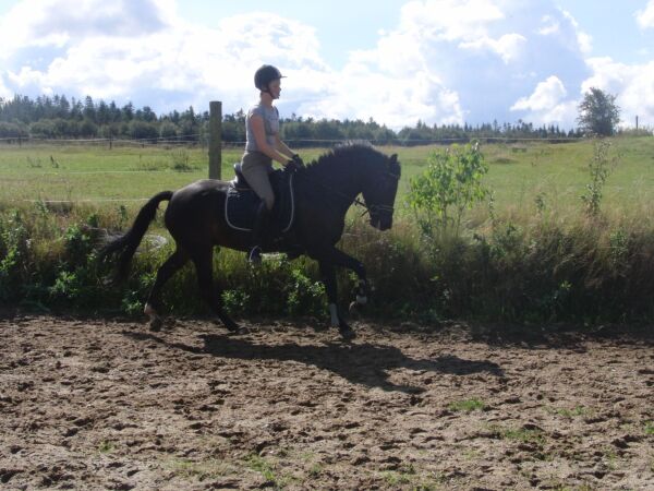 Billede