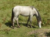 Billede