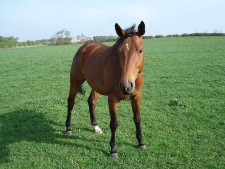 Billede