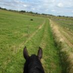 Billede