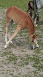 Billede