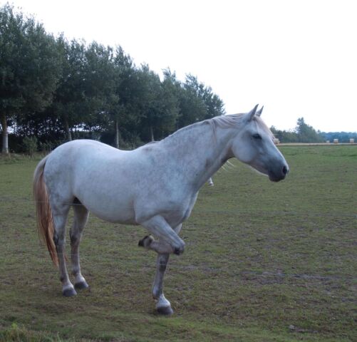 Billede