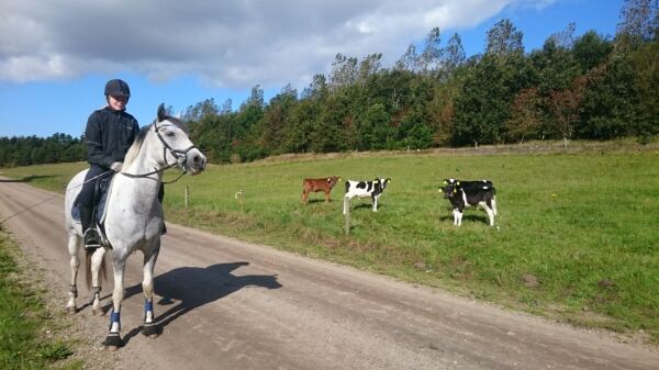 Billede