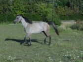 Billede