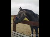 Billede