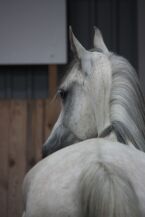 Billede