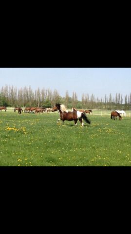 Billede