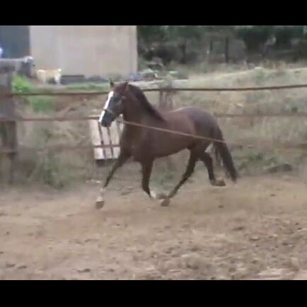 Billede