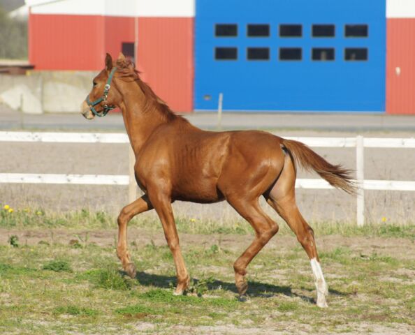 Billede