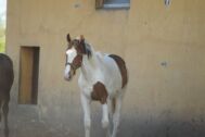 Billede