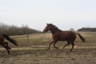 Billede