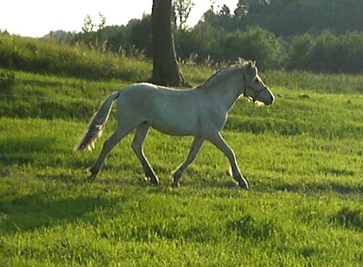 Billede