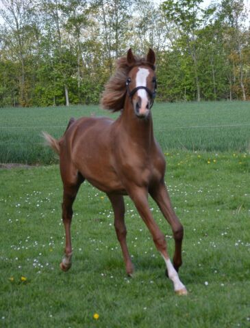 Billede