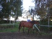 Billede