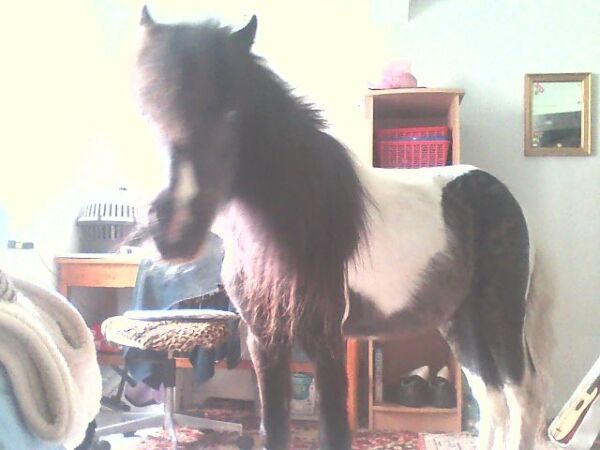 Billede