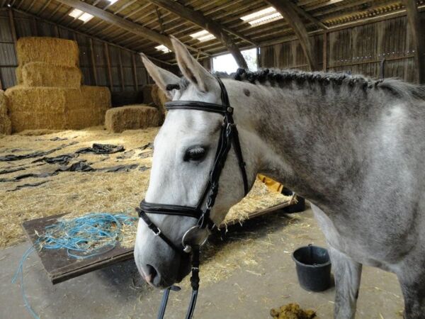 Billede