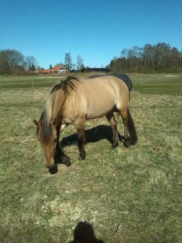 Billede