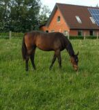 Billede