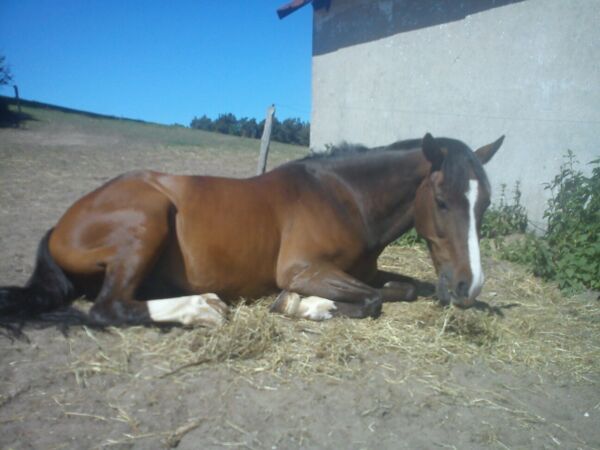 Billede
