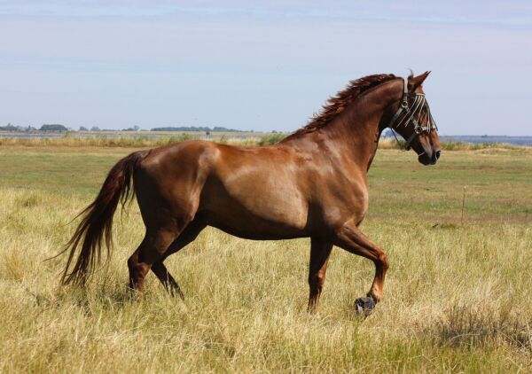 Billede
