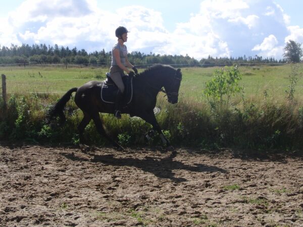 Billede