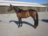 Billede