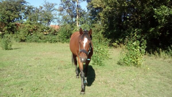 Billede